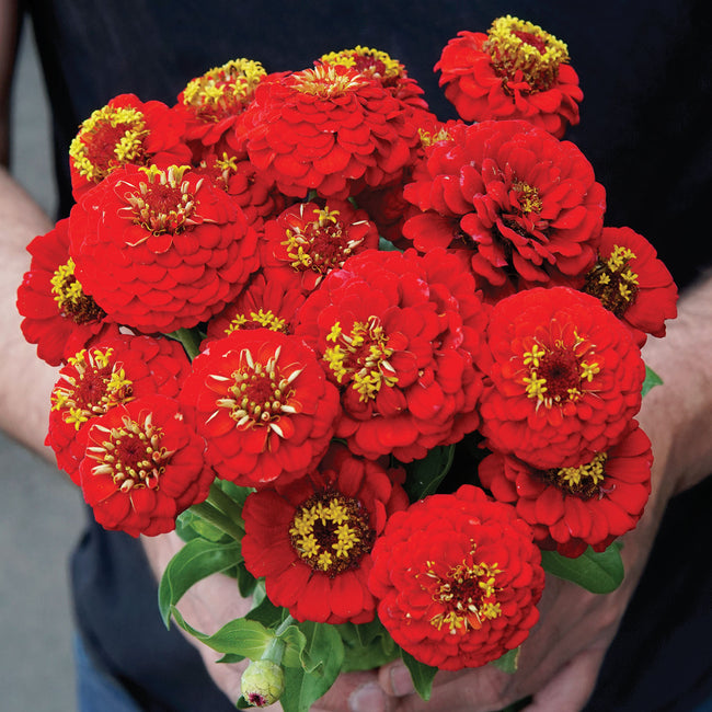 Close-up of Lilliput Scarlet Gem zinnia blooms showcasing dense button-like deep scarlet petals and rounded form on green foliage