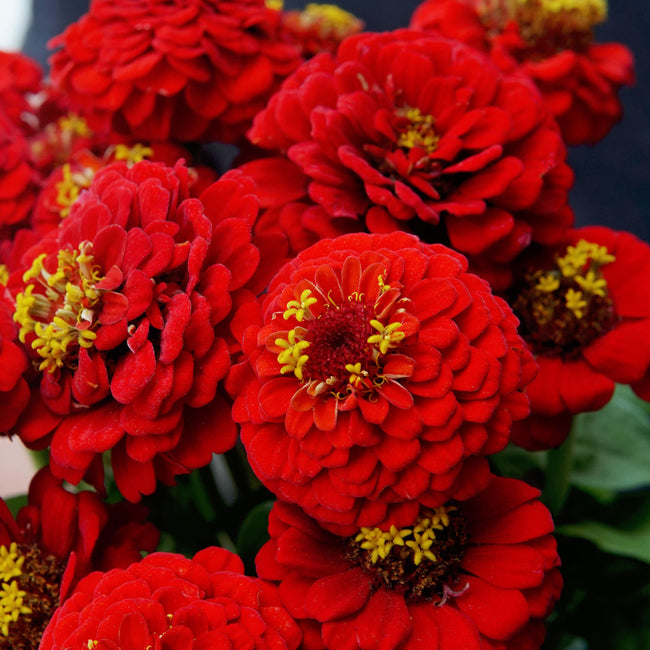 Close-up of Lilliput Scarlet Gem zinnia showcasing compact deep crimson button-like double blooms against green foliage