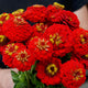 Close-up of Lilliput Scarlet Gem zinnia showing compact deep scarlet button blooms with green foliage background