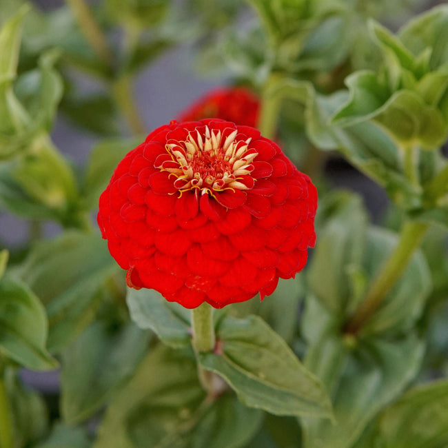 Close-up of Lilliput Scarlet Gem zinnia showing a single deep crimson button bloom with green foliage background
