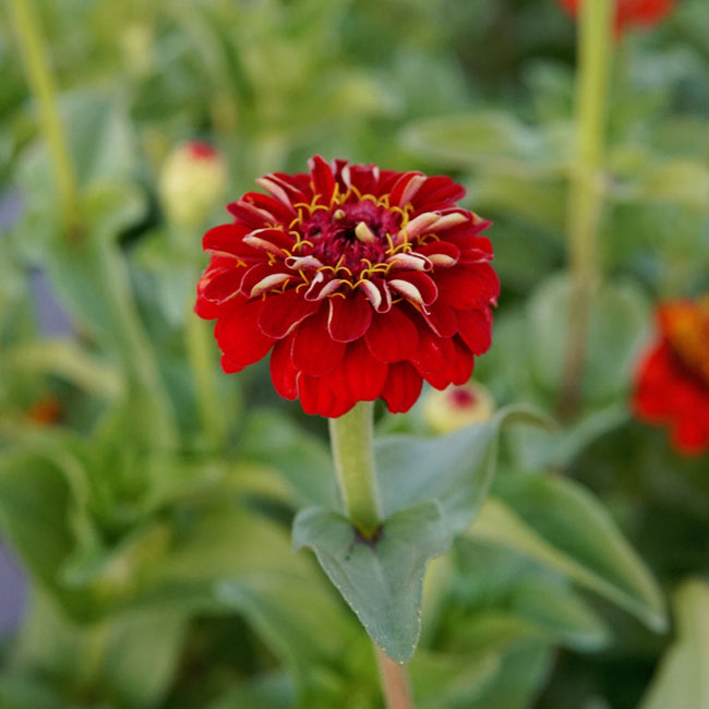 Close-up of Lilliput Scarlet Gem zinnia showing dense, button-like deep crimson petals with green foliage background