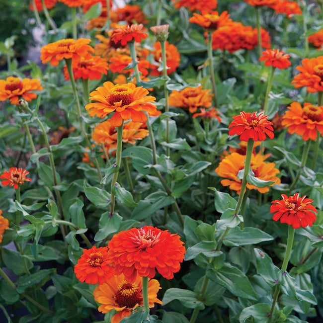 Close-up of Orange King zinnia showing large tiger orange semi double and double blooms with green foliage