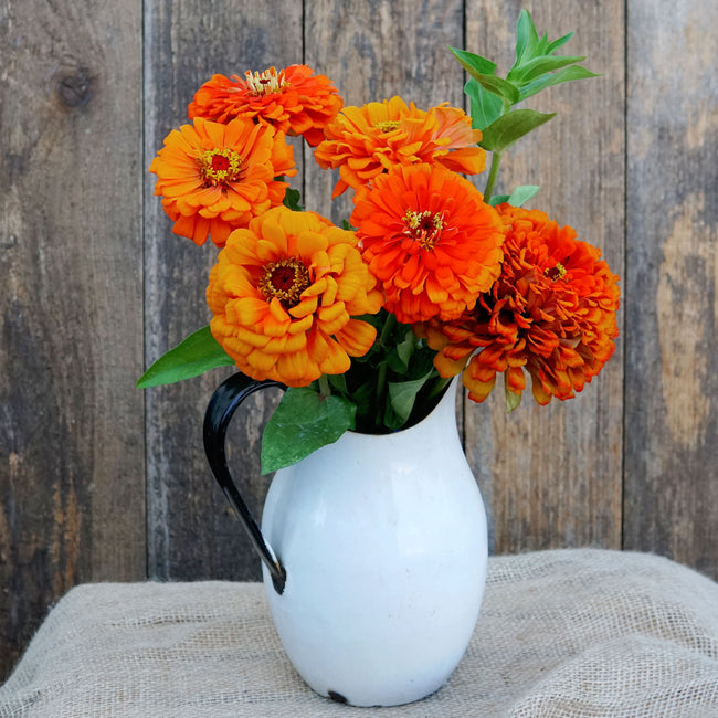 Close-up of Orange King zinnia showcasing large double tiger-orange blooms with green stems