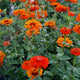 Close-up of Orange King zinnia showcasing large tiger-orange semi-double blooms against green foliage