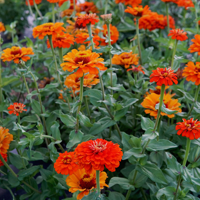 Close-up of Orange King zinnia showcasing large tiger-orange semi-double blooms against green foliage