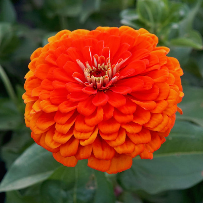 ORANGE KING-ZINNIA