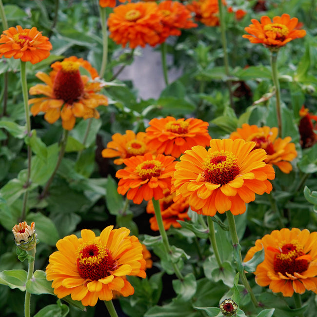 Close-up of Orange King zinnia showing large double tiger-orange blooms in a green garden bed