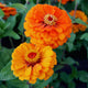 Close-up of Orange King zinnia showcasing tiger-orange semi-double blooms against green foliage