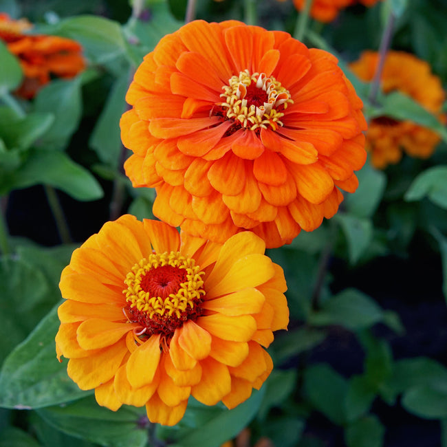 Close-up of Orange King zinnia showcasing tiger-orange semi-double blooms against green foliage