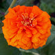 Close-up of Orange King zinnia showing a large double tiger-orange bloom against green foliage