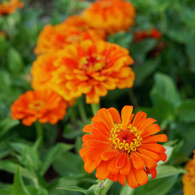 Close-up of Orange King zinnia showing bright tiger orange semi-double blooms against green foliage