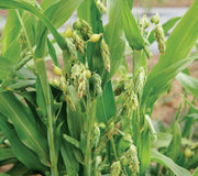 Close-up of Job's tears seed heads showcasing shiny silver tear-shaped seeds on grass-like green stalks