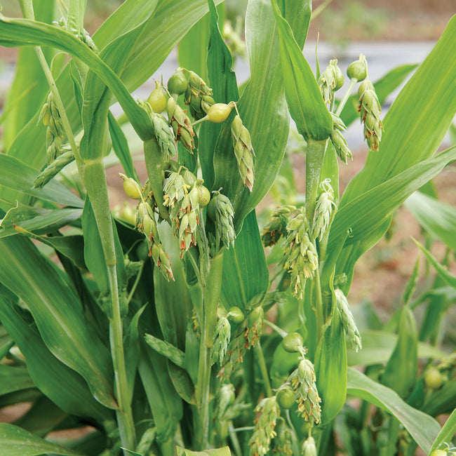 Close-up of Job's tears seed heads showcasing shiny silver tear-shaped seeds on grass-like green stalks