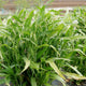 Front view of Job's Tears (Coix lacryma-jobi) showing grassy stalks with narrow green leaves and dangling pale seed pods in a garden bed
