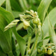 Close-up of Job's tears (Coix lacryma-jobi) showing dangling flower clusters and slender green leaves on a white background