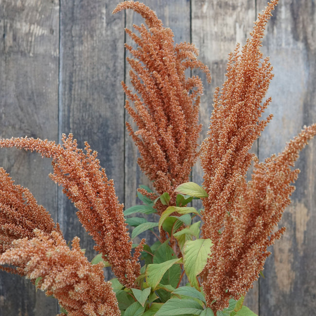 Close-up of Hot Biscuits amaranth showing apricot-brown feathery seed spikes and green leaves against a wooden fence