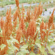 HOT BISCUITS-AMARANTH