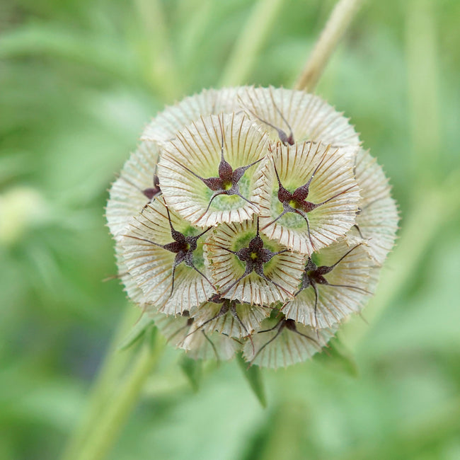 Close-up of Paper Moon scabiosa bloom showcasing papery silvery bluish-white petals with green and maroon accents
