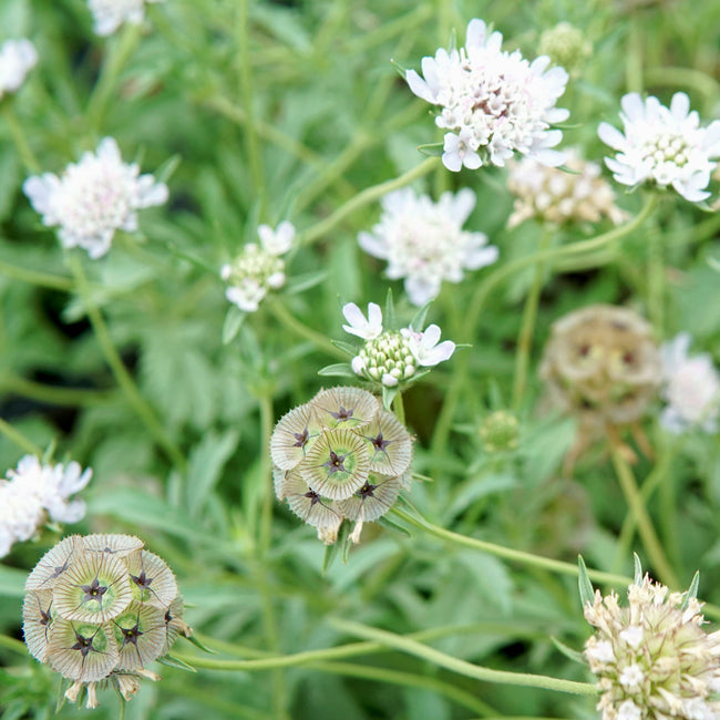 Close-up of Paper Moon scabiosa showing papery globe-shaped silvery-white blooms with green-maroon accents against foliage
