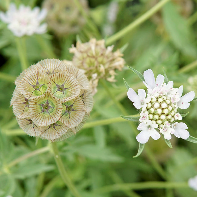 Close-up of Paper Moon scabiosa showing papery globe seedhead and white open flower with green foliage background