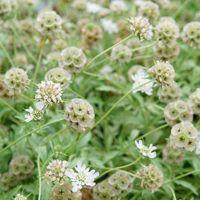 Close-up of Paper Moon scabiosa showing papery silvery-blue globe-shaped blooms with maroon-green accents against foliage