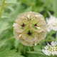 Close-up of Paper Moon scabiosa flowers showcasing papery silvery bluish-white globe blooms with green and maroon accents on a blurred green background