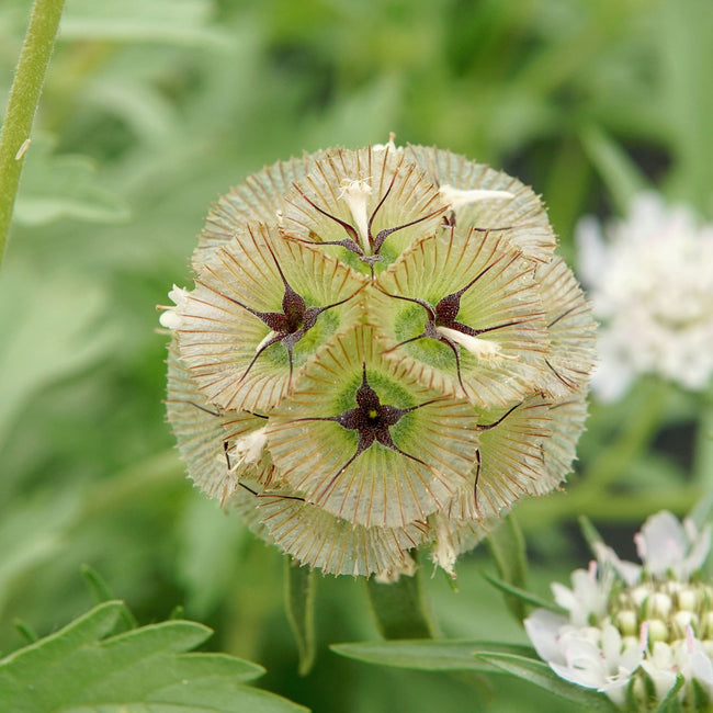 Close-up of Paper Moon scabiosa flowers showcasing papery silvery bluish-white globe blooms with green and maroon accents on a blurred green background