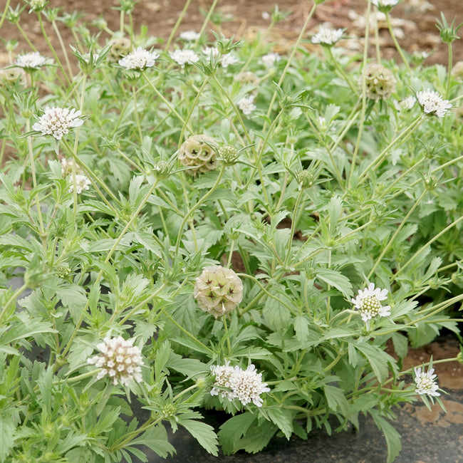 Close-up of Paper Moon scabiosa showing papery silvery-blue globe-shaped blooms with green and maroon accents against foliage