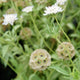 Close-up of Paper Moon scabiosa showing papery globe-shaped silvery bluish-white blooms with green foliage