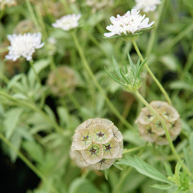 Close-up of Paper Moon scabiosa showing papery globe-shaped silvery bluish-white blooms with green foliage