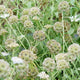 PAPER MOON-SCABIOSA