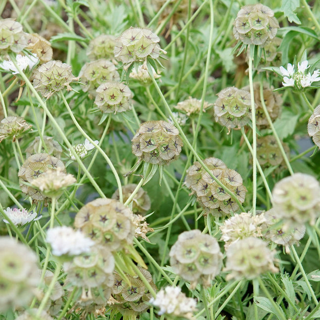 PAPER MOON-SCABIOSA