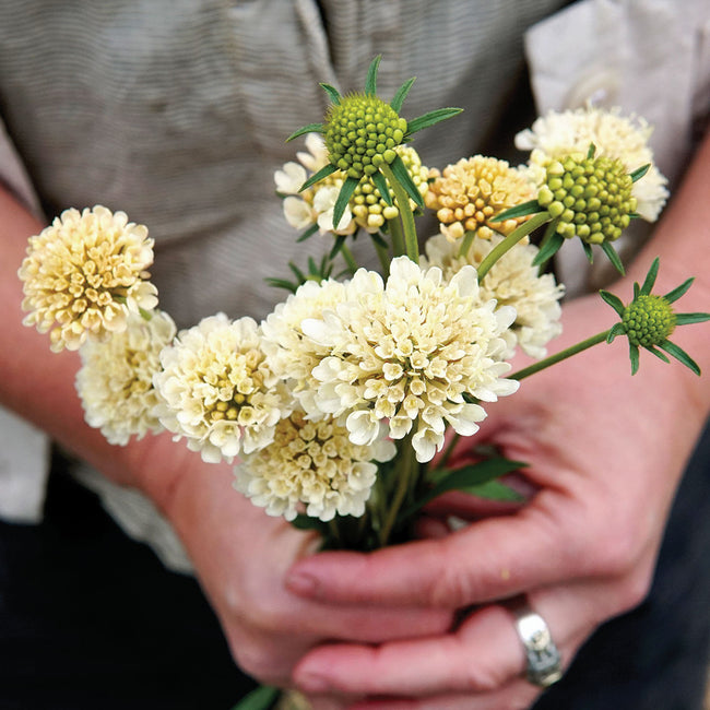 Front view of Fata Morgana scabiosa showing creamy apricot and pale green pincushion flower heads with slender stems