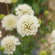Close up of Fata Morgana scabiosa showing creamy apricot pompom blooms with green centers against blurred foliage