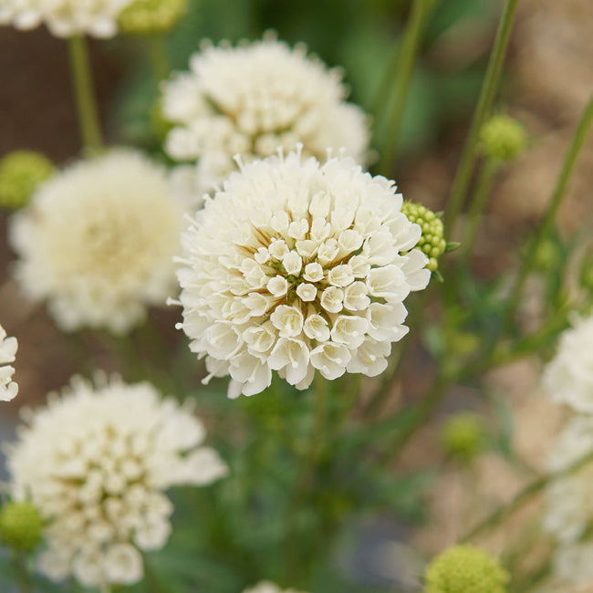 Close up of Fata Morgana scabiosa showing creamy apricot pompom blooms with green centers against blurred foliage