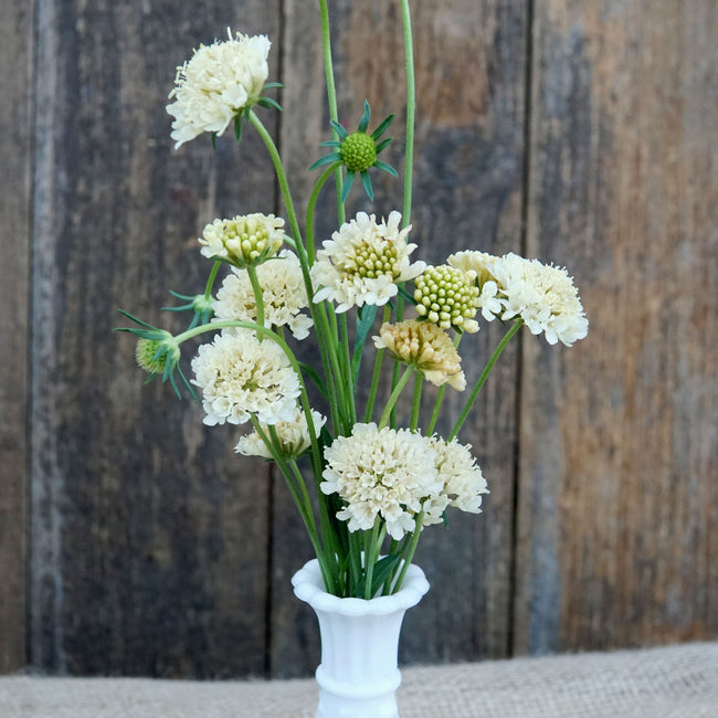 Front view of Fata Morgana scabiosa showing creamy apricot and green flower heads in a white vase against weathered wood