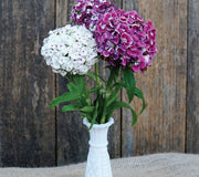 Close up of Hollandia Purple Crown dianthus in a white vase with three magenta, pink, and white clustered blooms