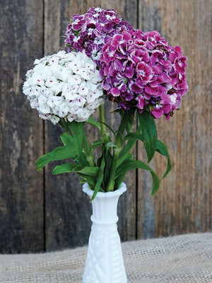 Close up of Hollandia Purple Crown dianthus in a white vase with three magenta, pink, and white clustered blooms