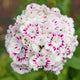 Close up of Hollandia Purple Crown dianthus showing round cluster of white petals with magenta centers against a blurred green background