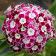 HOLLANDIA PURPLE CROWN-DIANTHUS