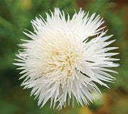 THE BRIDE-CENTAUREA