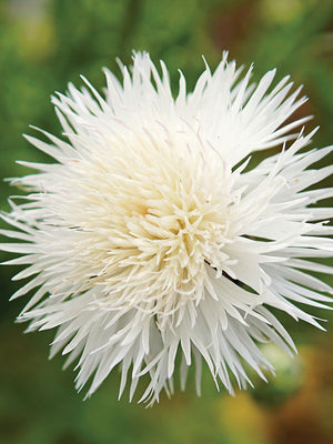 THE BRIDE-CENTAUREA
