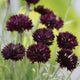 Close-up of Witching Hour centaurea showing dark maroon to nearly black double cornflower blooms on tall green stems against blurred garden background