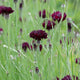 Close-up of Witching Hour centaurea showing deep maroon nearly black double blooms with grassy background