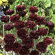 Close-up of Witching Hour centaurea showing deep maroon to nearly black double flowers on green stems