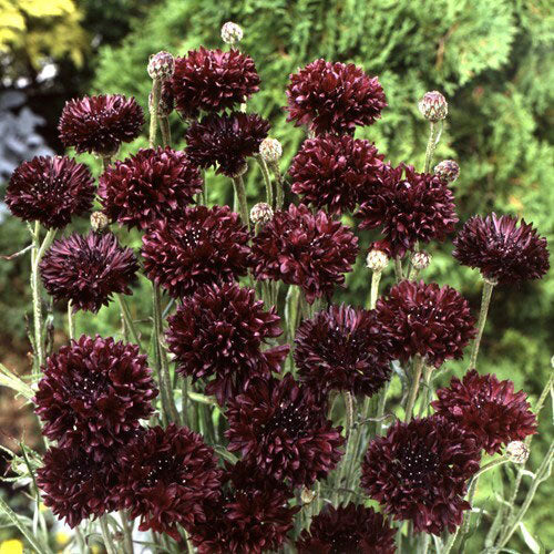 Close-up of Witching Hour centaurea showing deep maroon to nearly black double flowers on green stems