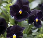 Close-up of Back to Black viola showing deep near-black velvet blooms with yellow centers and green foliage
