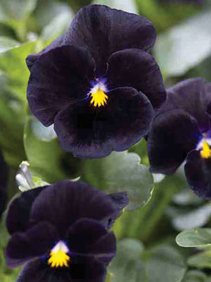 Close-up of Back to Black viola showing deep near-black velvet blooms with yellow centers and green foliage