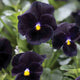 Close-up of Back to Black viola showing deep near-black velvet blooms with yellow centers and green foliage
