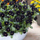 Front view of Back to Black viola showing deep velvety black micro blooms clustered on stems with blurred pot background